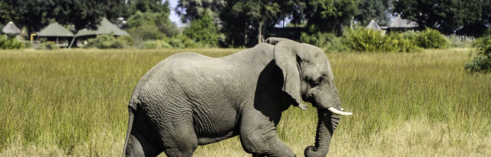 JPS Luxury Safaris Mombo Lodge