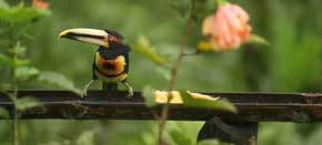 Tropical Highlands Mashpi